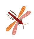 Libelula naranja